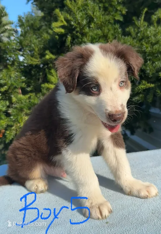 Ren Jr. – Australian Shepherd puppy for sale in Hyden, KY