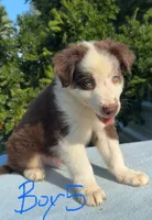 Ren Jr., a male Australian Shepherd for sale in Hyden, KY – 7 of 7