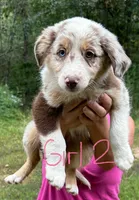Joy, a female Australian Shepherd for sale in Hyden, KY – 2 of 3