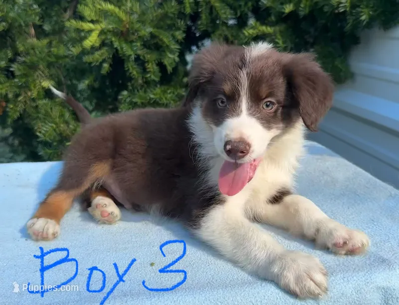 Bulldog – Australian Shepherd puppy for sale in Hyden, KY