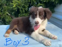 Bulldog, a male Australian Shepherd for sale in Hyden, KY – 1 of 3