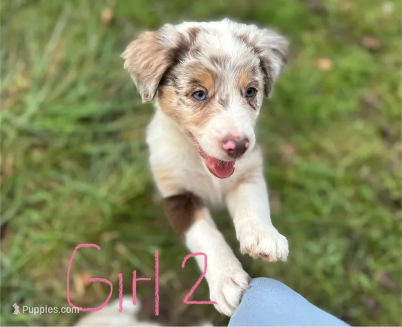 Joy – Australian Shepherd puppy for sale in Hyden, KY