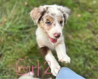 Joy, a female Australian Shepherd for sale in Hyden, KY – 1 of 3