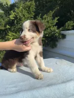 Ren Jr., a male Australian Shepherd for sale in Hyden, KY – 5 of 7