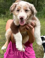 Joy, a female Australian Shepherd for sale in Hyden, KY – 3 of 3