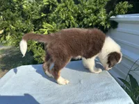 Ren Jr., a male Australian Shepherd for sale in Hyden, KY – 6 of 7