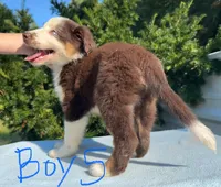 Ren Jr., a male Australian Shepherd for sale in Hyden, KY – 3 of 7