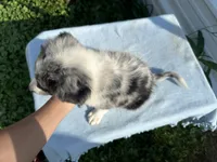 Diana , a female Australian Shepherd for sale in Hyden, KY – 6 of 6