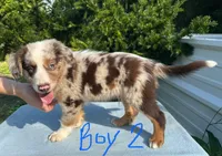 Ruddy, a male Australian Shepherd for sale in Hyden, KY – 5 of 5