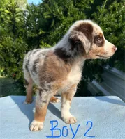 Ruddy, a male Australian Shepherd for sale in Hyden, KY – 3 of 5