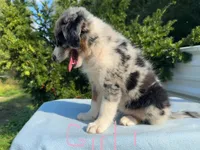 Diana , a female Australian Shepherd for sale in Hyden, KY – 5 of 6