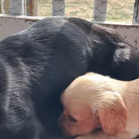 AKC Snowflake , a female Miniature Dachshund for sale in Wilson, NC – Photo 7 of 9