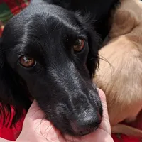 AKC Snowflake , a female Miniature Dachshund for sale in Wilson, NC – Photo 5 of 9