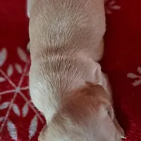 AKC Snowflake , a female Miniature Dachshund for sale in Wilson, NC – Photo 8 of 9