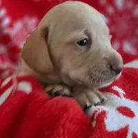 AKC Snowflake , a female Miniature Dachshund for sale in Wilson, NC – Photo 4 of 9