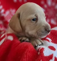 AKC Snowflake , a female Miniature Dachshund for sale in Wilson, NC – Photo 4 of 9