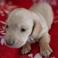 AKC Snowflake , a female Miniature Dachshund for sale in Wilson, NC – Photo 1 of 9
