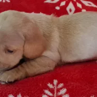 AKC Snowflake , a female Miniature Dachshund for sale in Wilson, NC – Photo 6 of 9