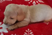 AKC Snowflake , a female Miniature Dachshund for sale in Wilson, NC – Photo 6 of 9