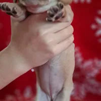 AKC Snowflake , a female Miniature Dachshund for sale in Wilson, NC – Photo 9 of 9