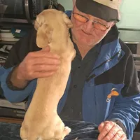 AKC Snowflake , a female Miniature Dachshund for sale in Wilson, NC – Photo 2 of 9