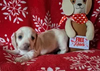 AKC Bingo, a male Miniature Dachshund for sale in Wilson, NC – Photo 1 of 8