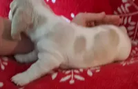 AKC Bingo, a male Miniature Dachshund for sale in Wilson, NC – Photo 5 of 8