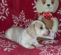 AKC Bingo, a male Miniature Dachshund for sale in Wilson, NC – Photo 6 of 8