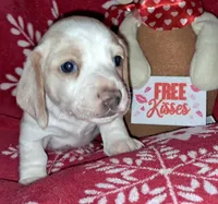 AKC Bingo, a male Miniature Dachshund for sale in Wilson, NC – Photo 4 of 8