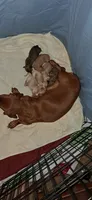  Smooth coated- TOFFEE, a male Miniature Dachshund for sale in Wilson, NC – 2 of 2