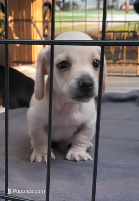 AKC Roko male – Miniature Dachshund puppy for sale in Wilson, NC