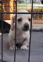 AKC Roko male, a male Miniature Dachshund for sale in Wilson, NC – 1 of 9