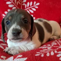 AKC Mystic, a female Miniature Dachshund for sale in Wilson, NC – Photo 1 of 8