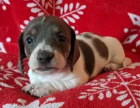 AKC Mystic, a female Miniature Dachshund for sale in Wilson, NC – Photo 1 of 8