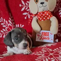 AKC Mystic, a female Miniature Dachshund for sale in Wilson, NC – Photo 6 of 8