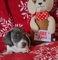 AKC Mystic, a female Miniature Dachshund for sale in Wilson, NC – Photo 6 of 8