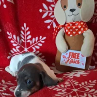 AKC Mystic, a female Miniature Dachshund for sale in Wilson, NC – Photo 4 of 8