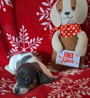 AKC Mystic, a female Miniature Dachshund for sale in Wilson, NC – Photo 4 of 8