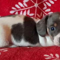 AKC Mystic, a female Miniature Dachshund for sale in Wilson, NC – Photo 2 of 8