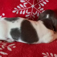 AKC Mystic, a female Miniature Dachshund for sale in Wilson, NC – Photo 3 of 8