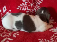 AKC Mystic, a female Miniature Dachshund for sale in Wilson, NC – Photo 3 of 8