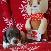 AKC Mystic, a female Miniature Dachshund for sale in Wilson, NC – Photo 5 of 8