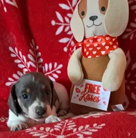 AKC Mystic, a female Miniature Dachshund for sale in Wilson, NC – Photo 5 of 8