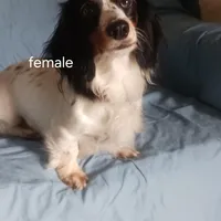 AKC Mystic, a female Miniature Dachshund for sale in Wilson, NC – Photo 8 of 8