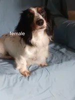 AKC Mystic, a female Miniature Dachshund for sale in Wilson, NC – Photo 8 of 8