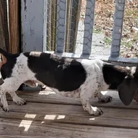 AKC Mystic, a female Miniature Dachshund for sale in Wilson, NC – Photo 7 of 8