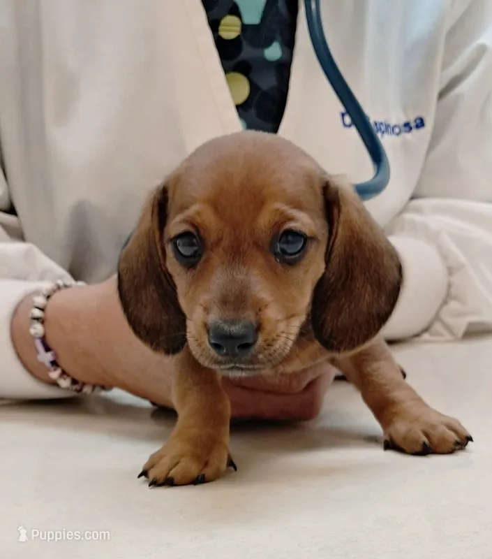  Smooth coated- TOFFEE, a male Miniature Dachshund for sale in Wilson, NC – 1 of 2