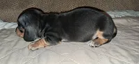 AKC Ace male, a male Miniature Dachshund for sale in Wilson, NC – 8 of 9