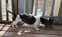 AKC Toffee smooth , a female Miniature Dachshund for sale in Wilson, NC – 2 of 3