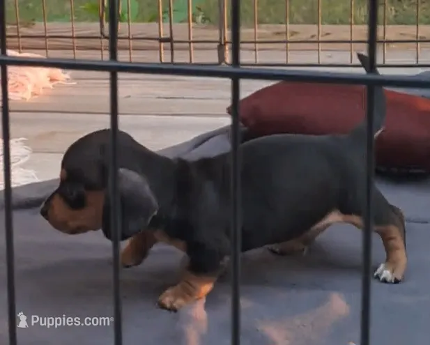 AKC Ace male – Miniature Dachshund puppy for sale in Wilson, NC